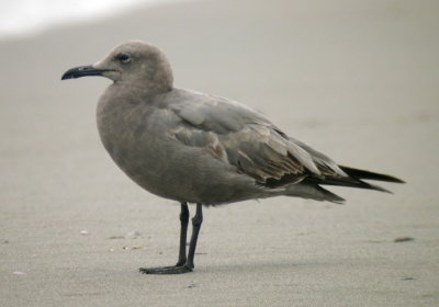 Gray Gull