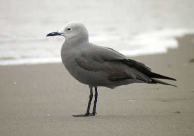 Gray Gull