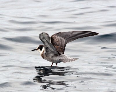 Black Tern