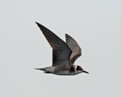 Black Tern