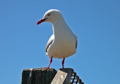 Silver Gull