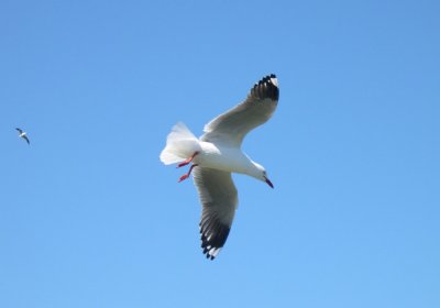 Silver Gull