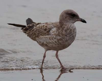 Ring-billed Gull