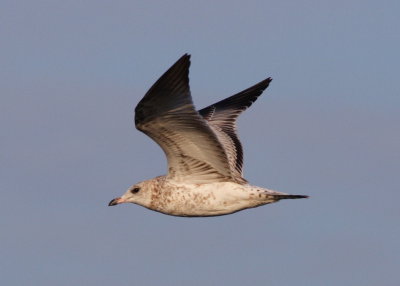 Ring-billed Gull