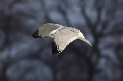 Ring-billed Gull