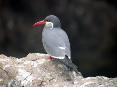 Inca Tern