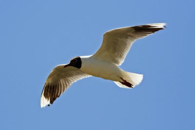 Brown-hooded Gull