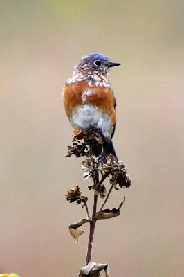 wrens_to_thrushes
