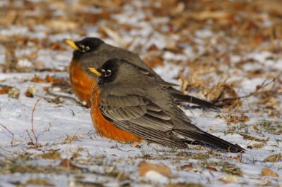 American Robin
