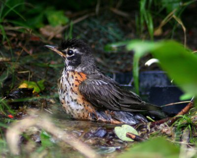 American Robin