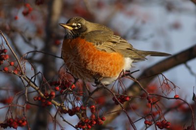 American Robin