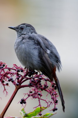 Gray Catbird