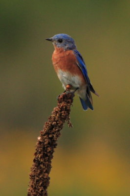 Eastern Bluebird