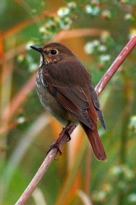 Hermit Thrush