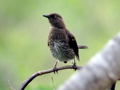 Scaly-breastedThrasher