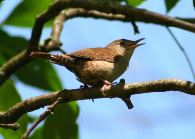 House Wren