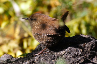 Winter Wren