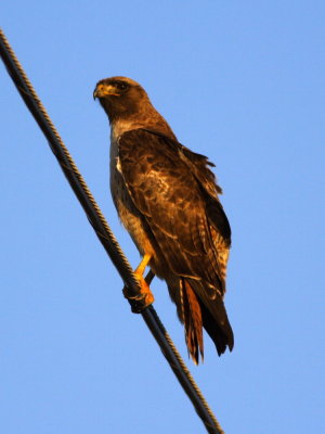 Red-tailed Hawk