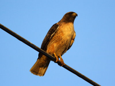 Red-tailed Hawk