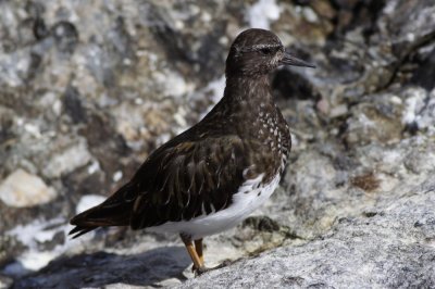 Black Turnstone