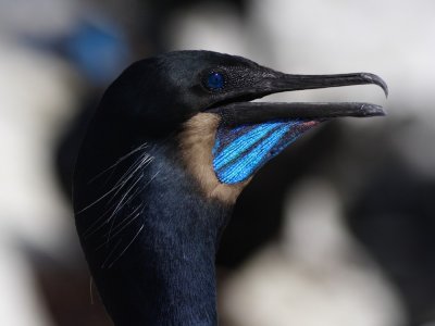 Brandt's Cormorant