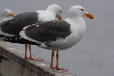 Western Gull