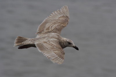 Glaucous-winged Gull