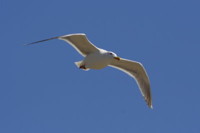 Glaucous-winged Gull