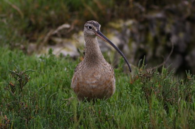Long-billed Curlew