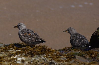 Surfbird