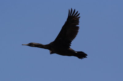 Pelagic Cormorant
