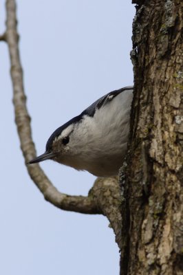 White-breasted Nuthatch