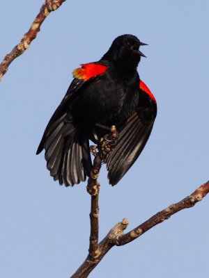 Red-winged Blackbird