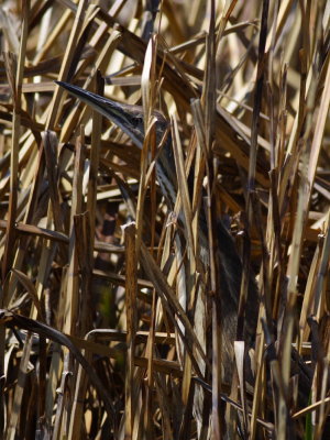 American Bittern