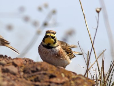 Horned Lark