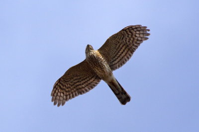 Sharp-shinned Hawk
