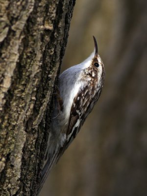 Brown Creeper