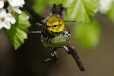 american_warblers