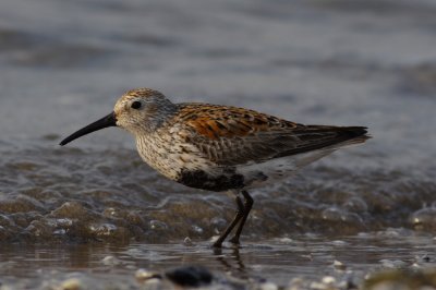 Dunlin