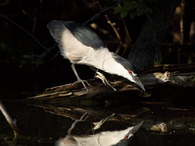 Black-crowned Night-Heron