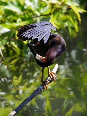 Green Heron