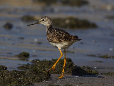 Lesser Yellowlegs