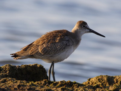 Willet
