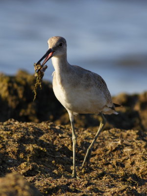 Willet