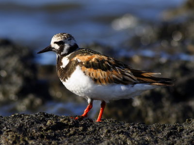 Ruddy Turnstone