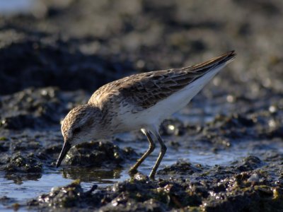 Semipalmated Sandpiper