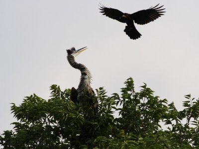 Great Blue Heron