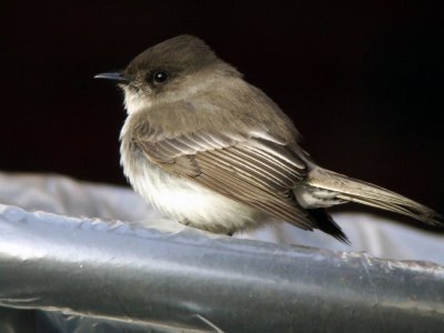 Tyrant Flycatchers to Larks