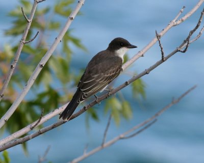 Eastern Kingbird