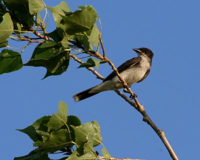Eastern Kingbird